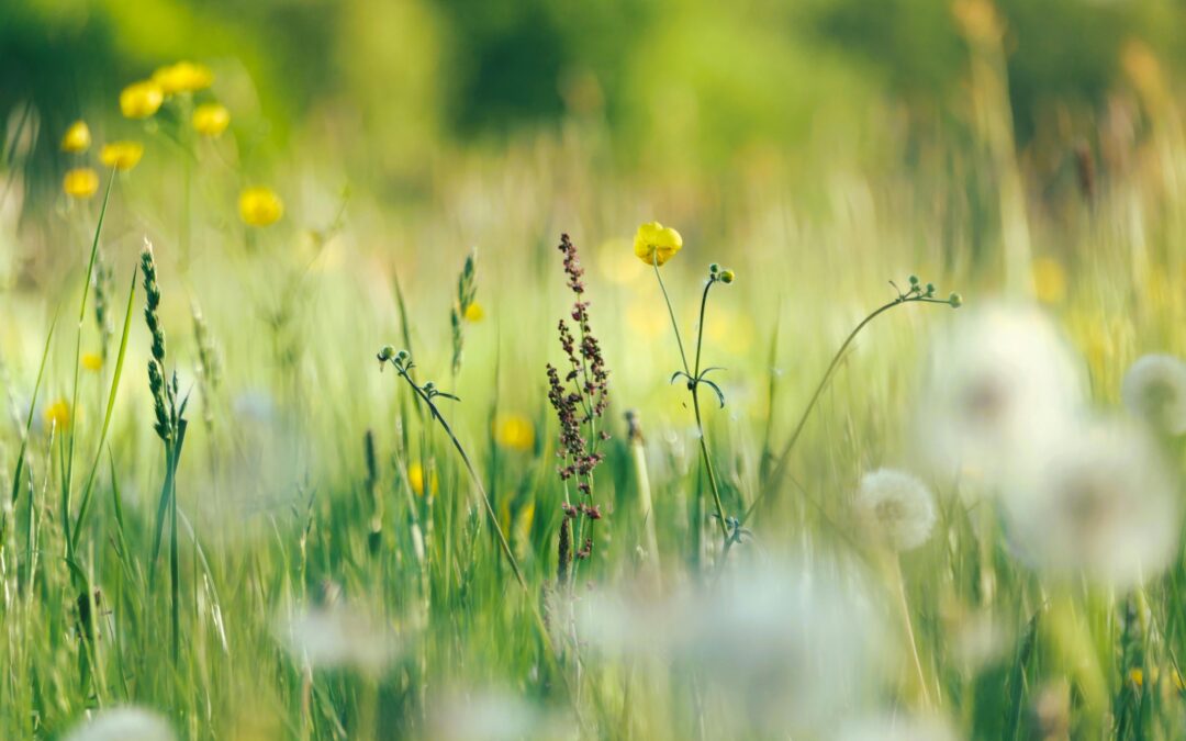 Badania alergiczne wiosną: dlaczego warto je wykonać?